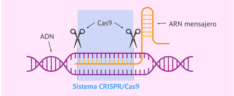 Edição Genética (CRISPR)