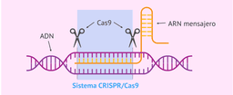 Edição Genética (CRISPR)